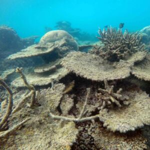 Coral reef die-off